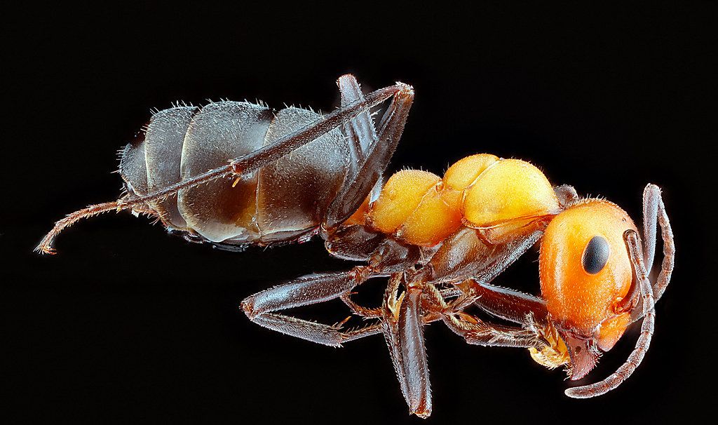 Ant Control service in Hesperia, CA