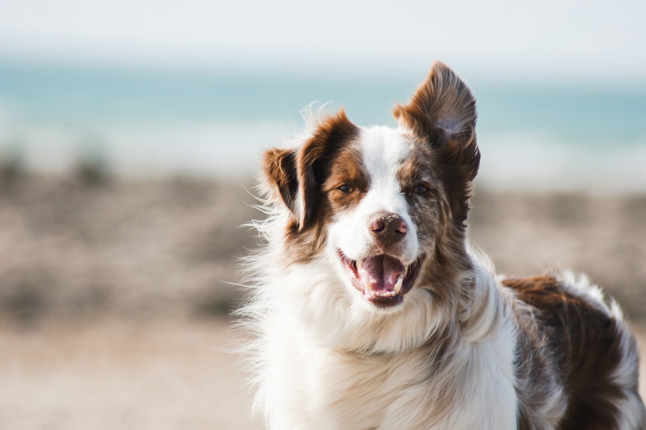 Flea & Tick Control service in Hesperia, CA