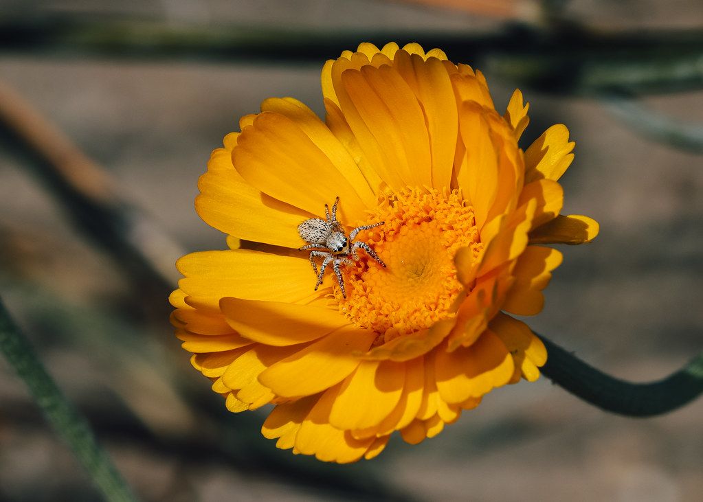 Spider Control service in Hesperia, CA